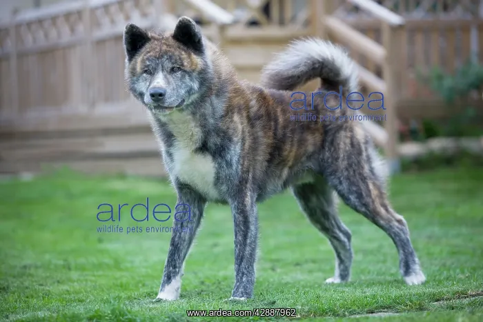 : Dog - Akita Inu : Dog - Akita Inu