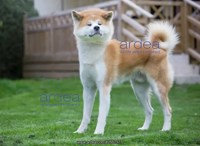 : Dog - Akita Inu : Dog - Akita Inu