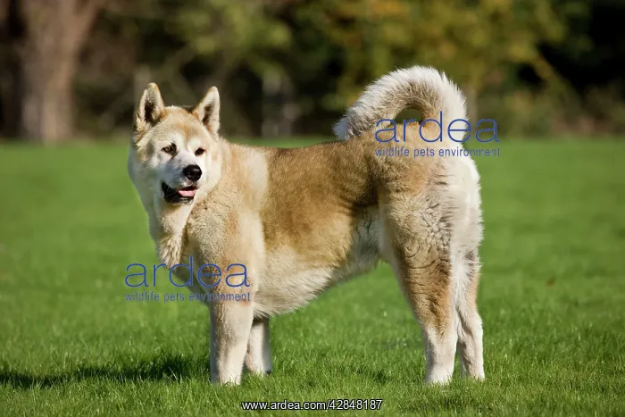  : Dog - Akita Inu in garden
