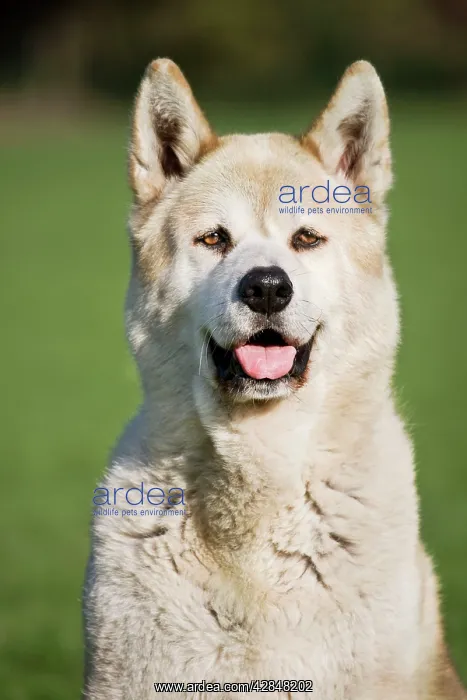  : Dog - Akita Inu in garden
