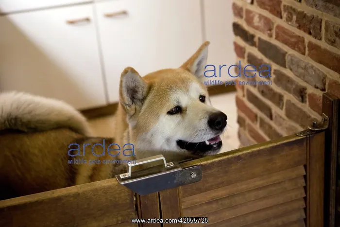  : Dog - Akita Inu in kitchen