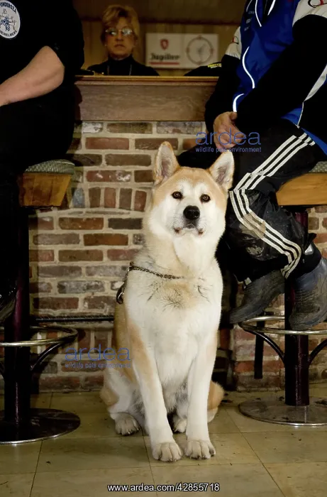  : Dog - Akita Inu in pub