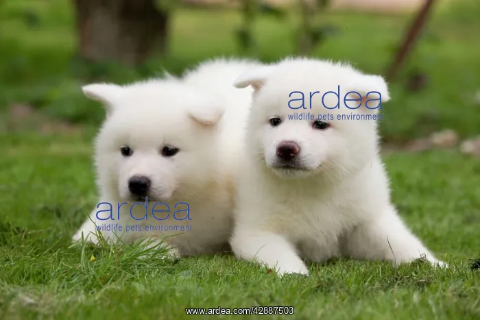 : Dog - Akita Inu puppies in garden : Dog - Akita Inu puppies in garden