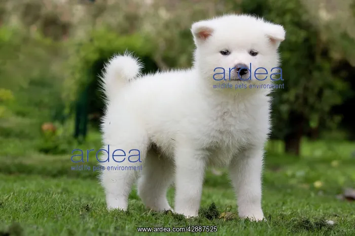 : Dog - Akita Inu puppy in garden : Dog - Akita Inu puppy in garden