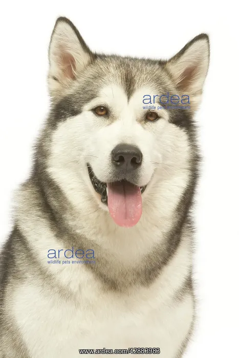  : Dog - Alaskan Malamute