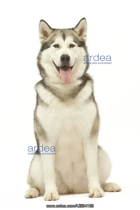  : Dog - Alaskan Malamute