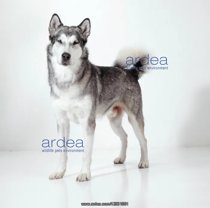 : DOG - ALASKAN MALAMUTE named after the Malhemut : DOG - ALASKAN MALAMUTE named after the Malhemut
