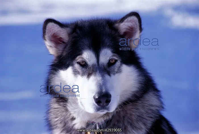 : Dog - Alaskan Malamute, portrait closeup : Dog - Alaskan Malamute, portrait closeup