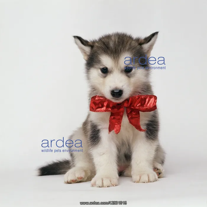  : DOG - ALASKAN MALAMUTE puppy with red bow