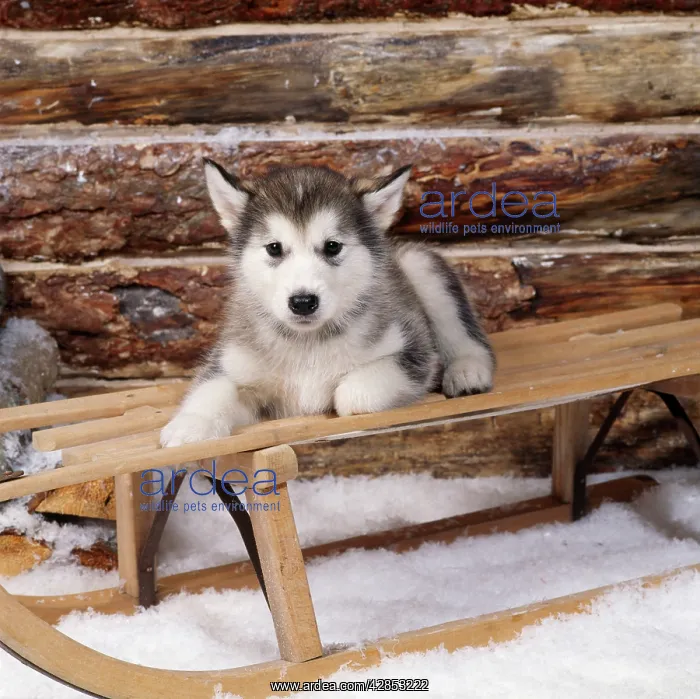  : DOG - Alaskan malamute puppy on sledge