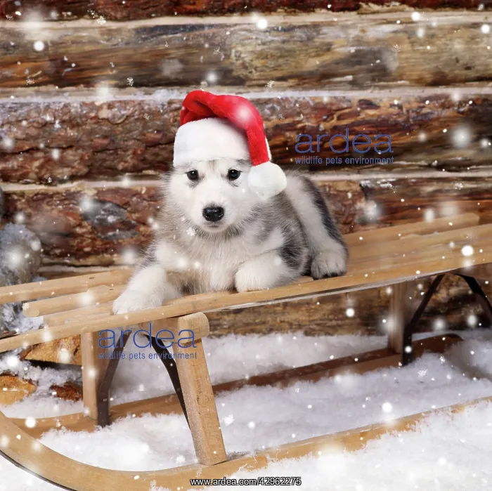 : DOG - Alaskan malamute puppy on sledge wearing red Christmas : DOG - Alaskan malamute puppy on sledge wearing red Christmas