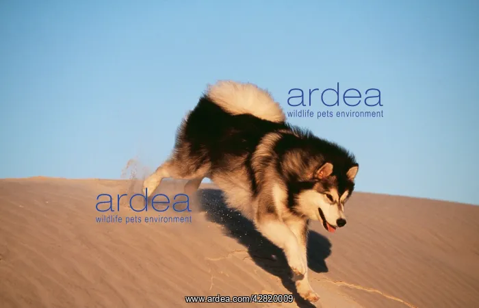 : DOG - ALASKAN MALAMUTE running : DOG - ALASKAN MALAMUTE running