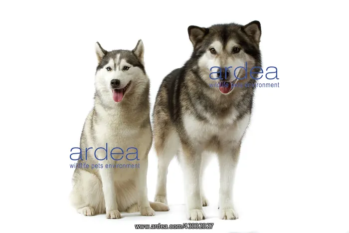 : Dog - Alaskan Malamute & Siberian Husky : Dog - Alaskan Malamute & Siberian Husky