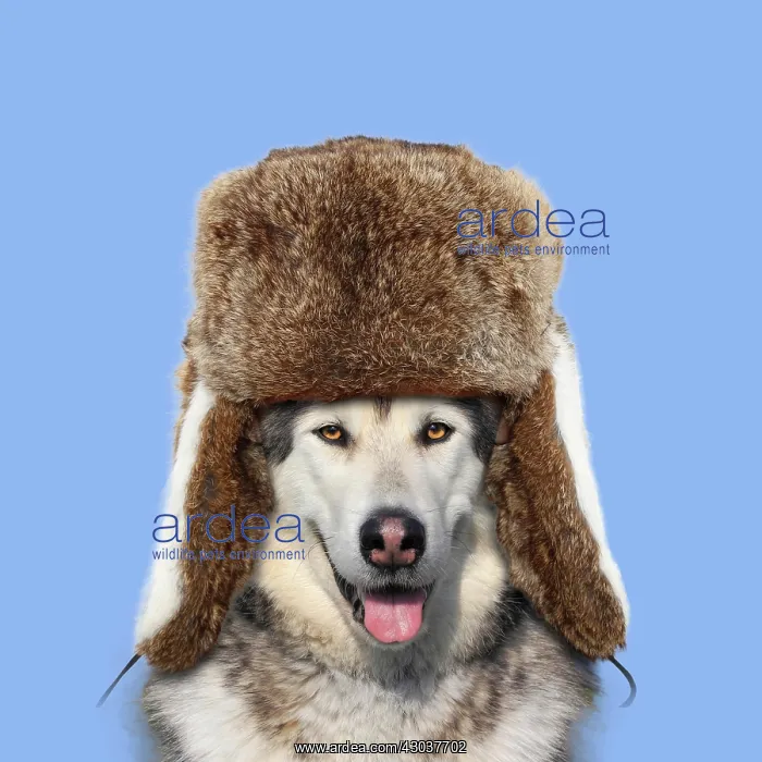 : Dog - Alaskan Malamute Ushanka / Trapper hat Digital : Dog - Alaskan Malamute Ushanka / Trapper hat Digital