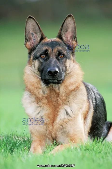 : DOG - Alsatian / German Shepherd : DOG - Alsatian / German Shepherd