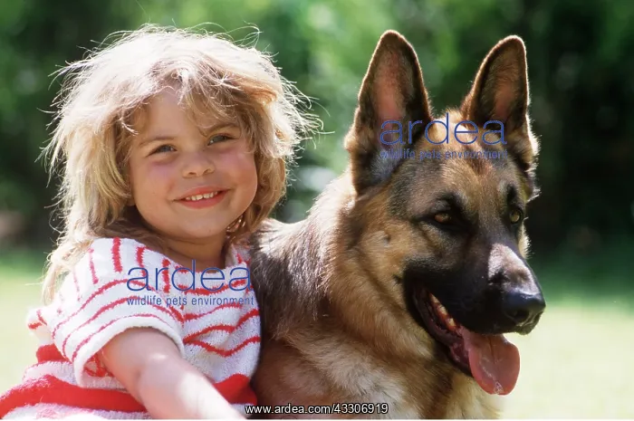 : DOG - Alsatian / German Shepherd with child : DOG - Alsatian / German Shepherd with child