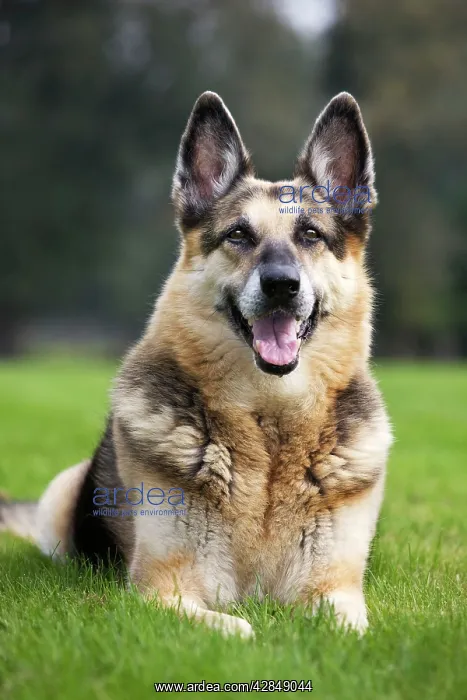 : Dog - Alsatian / German Shepherd dog : Dog - Alsatian / German Shepherd dog