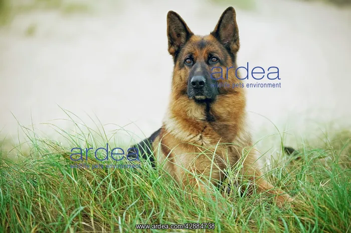  : Dog - Alsatian  /  German Shepherd lying down