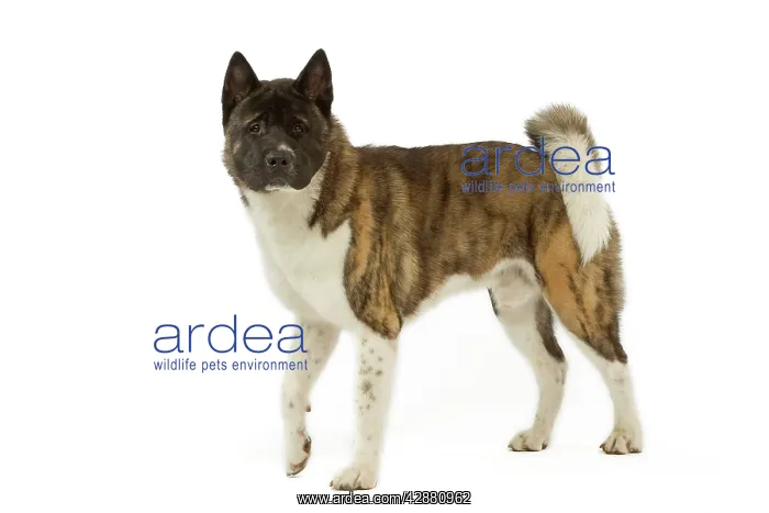  : Dog - American Akita