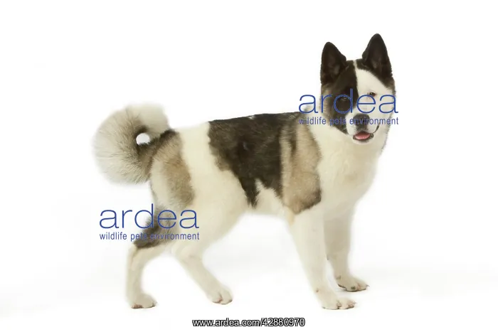 : Dog - American Akita