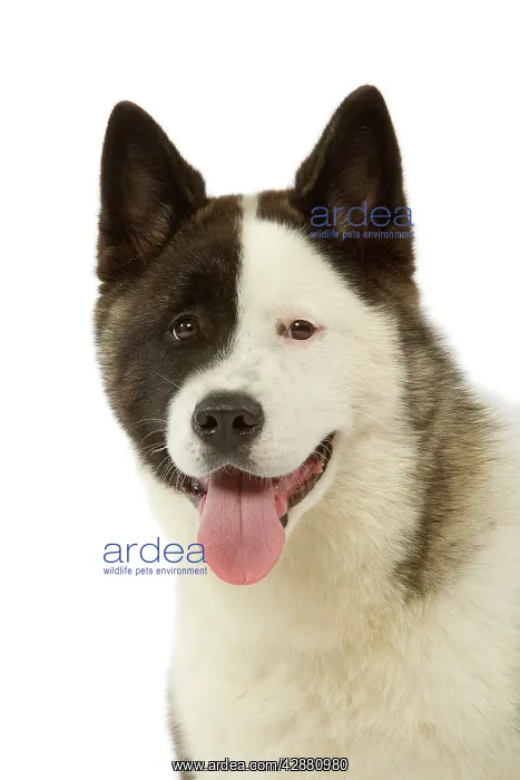  : Dog - American Akita