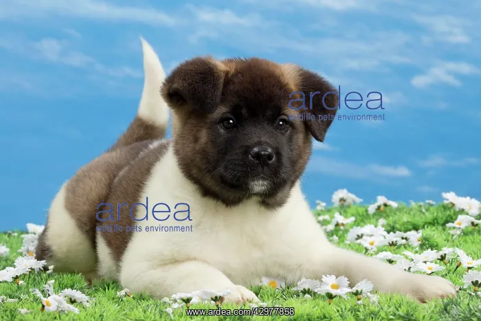  : Dog - American Akita puppy 8 weeks old