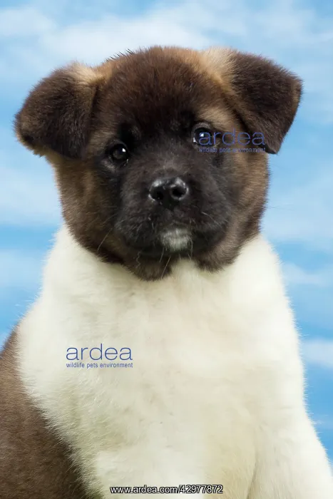  : Dog - American Akita puppy 8 weeks old