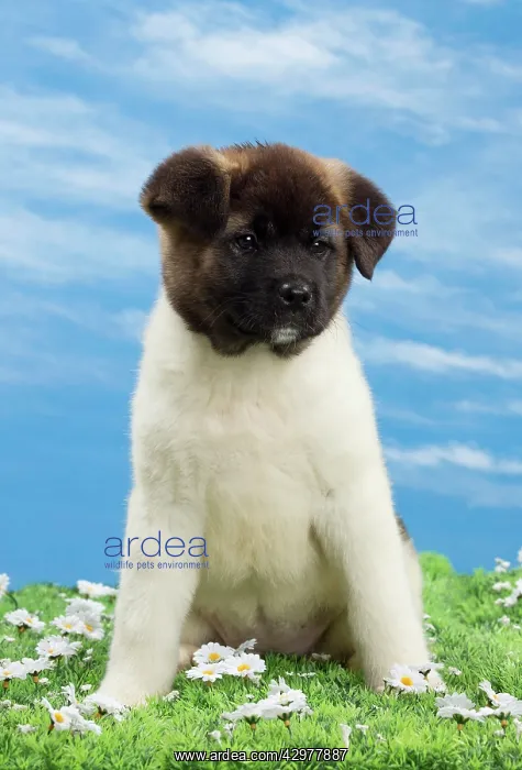  : Dog - American Akita puppy 8 weeks old