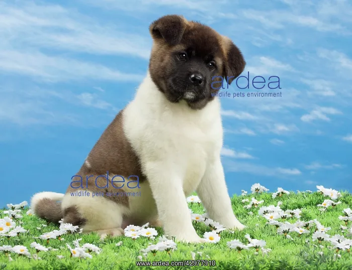  : Dog - American Akita puppy 8 weeks old
