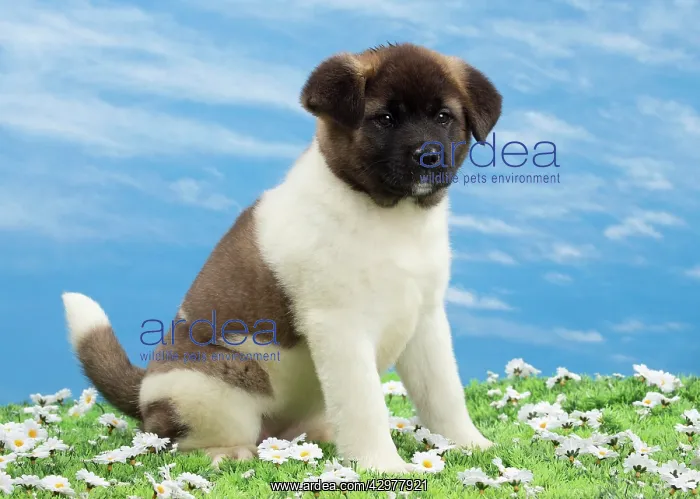  : Dog - American Akita puppy 8 weeks old