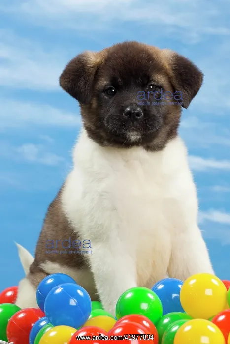 : Dog - American Akita puppy 8 weeks old - with coloured balls : Dog - American Akita puppy 8 weeks old - with coloured balls