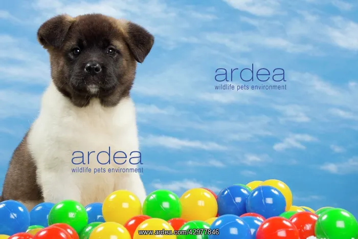 : Dog - American Akita puppy 8 weeks old - with coloured balls : Dog - American Akita puppy 8 weeks old - with coloured balls
