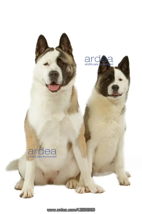  : Dog - American Akitas