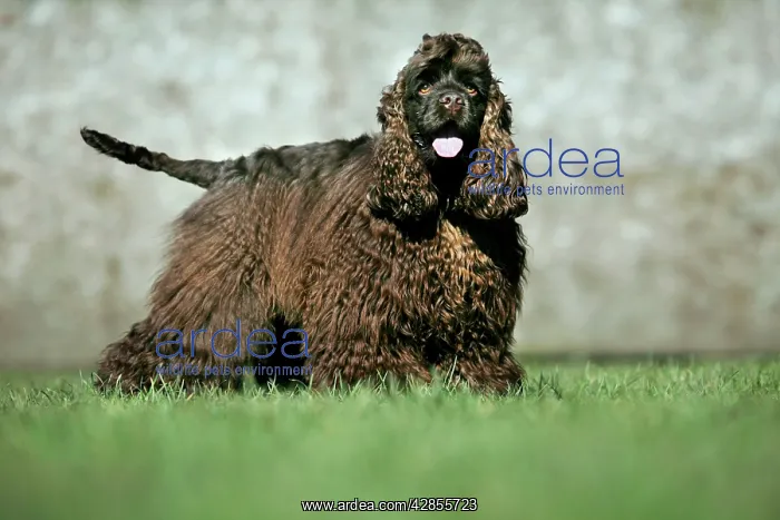  : Dog - American Cocker Spaniel