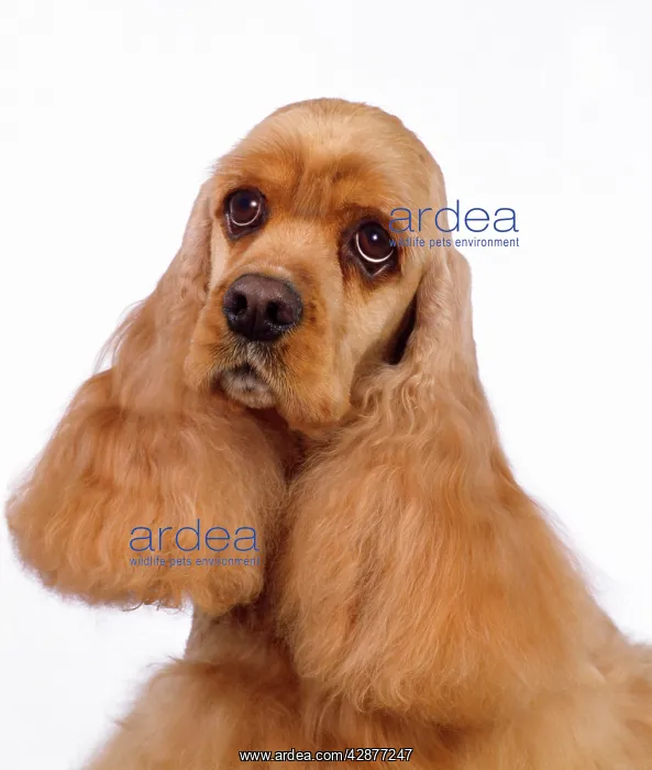 : Dog - American Cocker Spaniel : Dog - American Cocker Spaniel