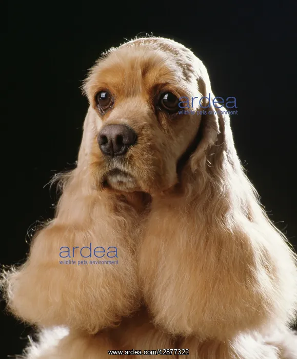  : Dog - American Cocker Spaniel