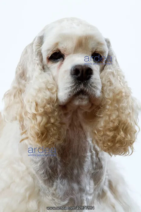 : Dog - American Cocker Spaniel