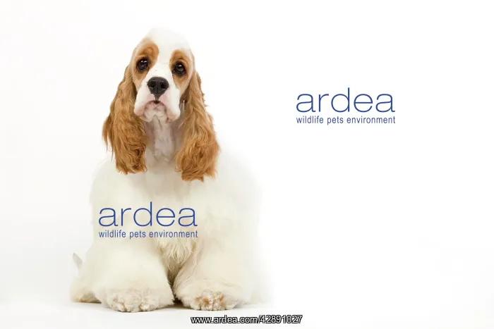  : Dog - American Cocker Spaniel