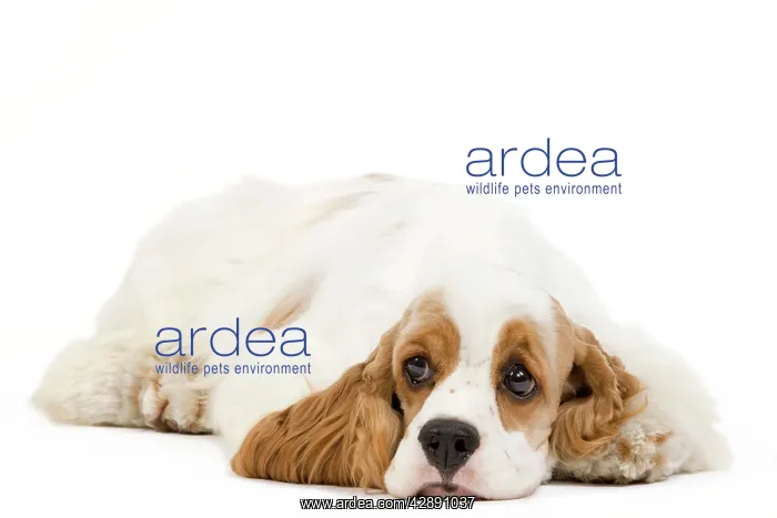  : Dog - American Cocker Spaniel