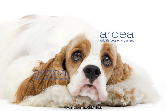  : Dog - American Cocker Spaniel
