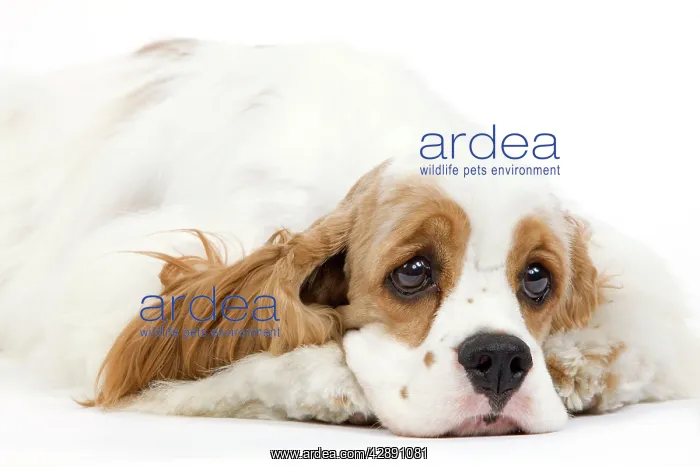  : Dog - American Cocker Spaniel
