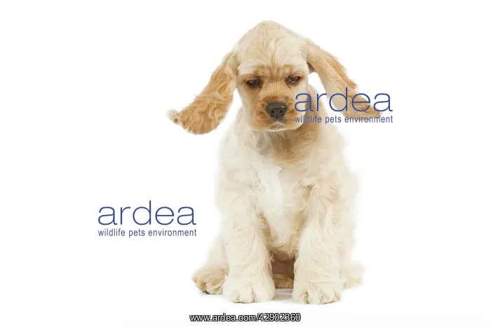  : Dog - American Cocker Spaniel