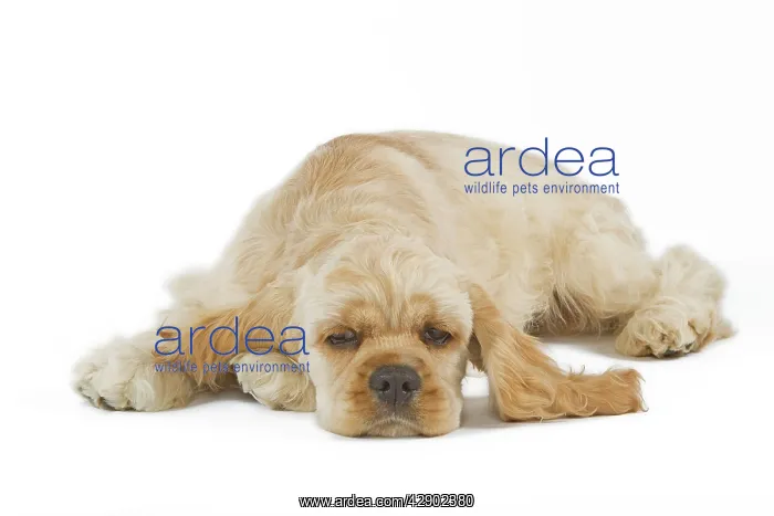  : Dog - American Cocker Spaniel