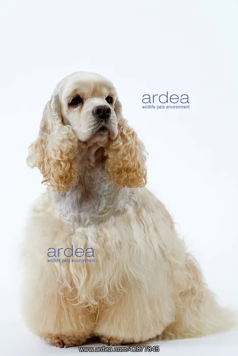 : Dog - American Cocker Spaniel, clipped & groomed : Dog - American Cocker Spaniel, clipped & groomed
