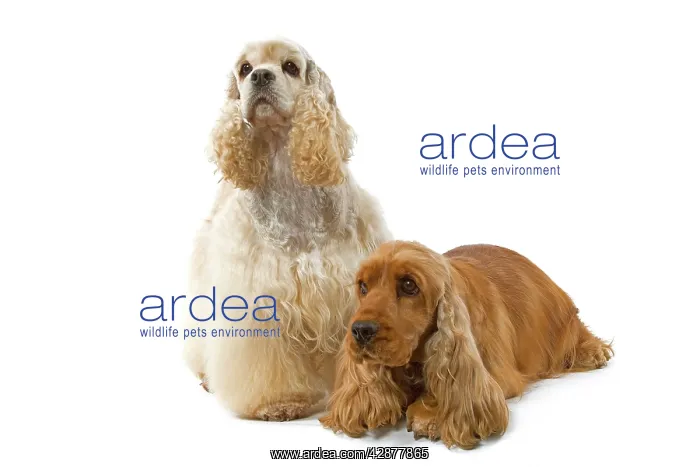 : Dog - American Cocker Spaniel and English Cocker : Dog - American Cocker Spaniel and English Cocker