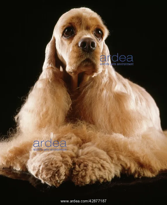  : Dog - American Cocker Spaniel, groomed