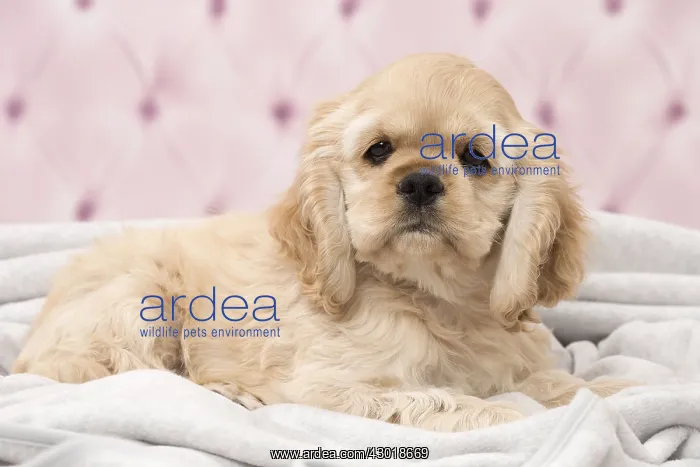  : Dog American Cocker Spaniel Puppy
