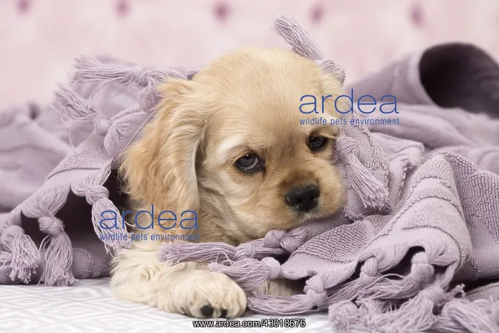  : Dog American Cocker Spaniel Puppy