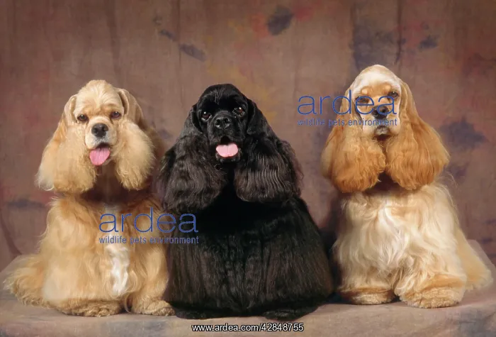 : Dog - American Cocker Spaniel - three in studio : Dog - American Cocker Spaniel - three in studio