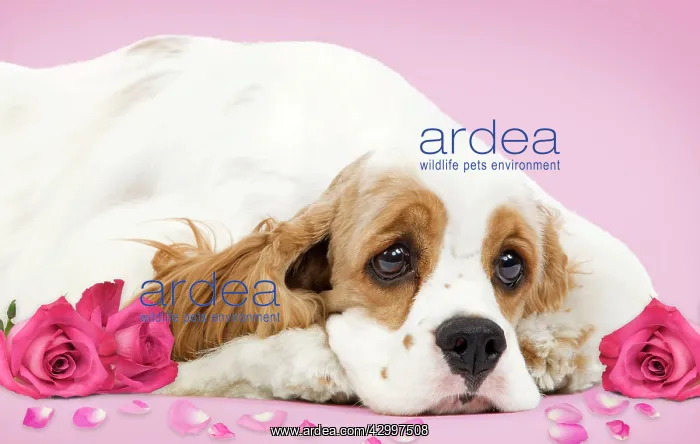 : Dog - American Cocker Spaniel - with valentine : Dog - American Cocker Spaniel - with valentine